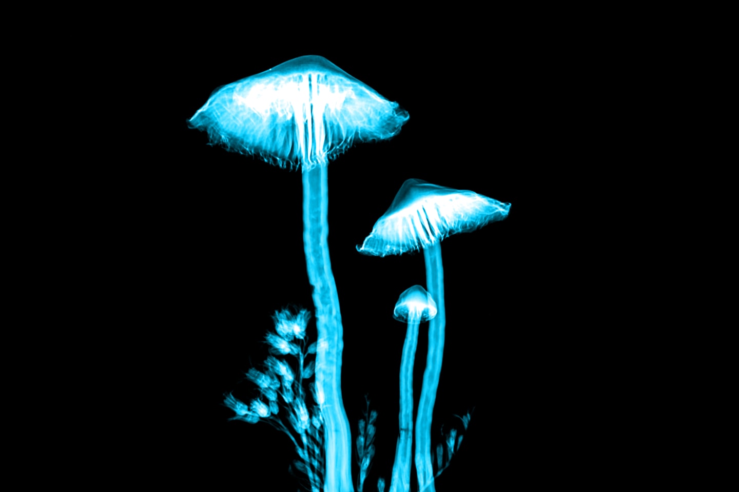 Macro X-ray of some mushrooms with false coloring.