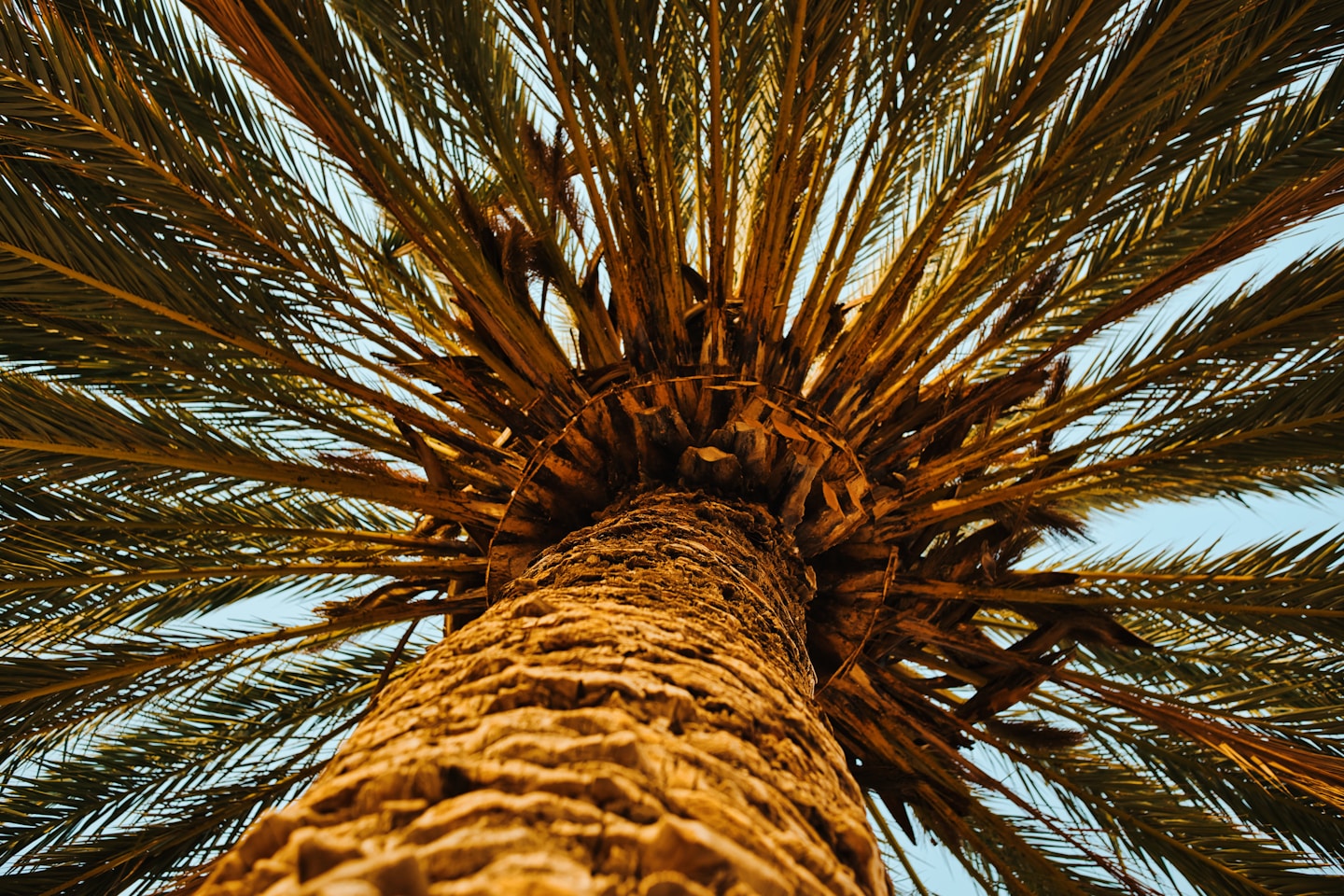 The palm tree in the photo is a date palm, scientifically known as Phoenix dactylifera. It is a species of palm native to North Africa and the Middle East.