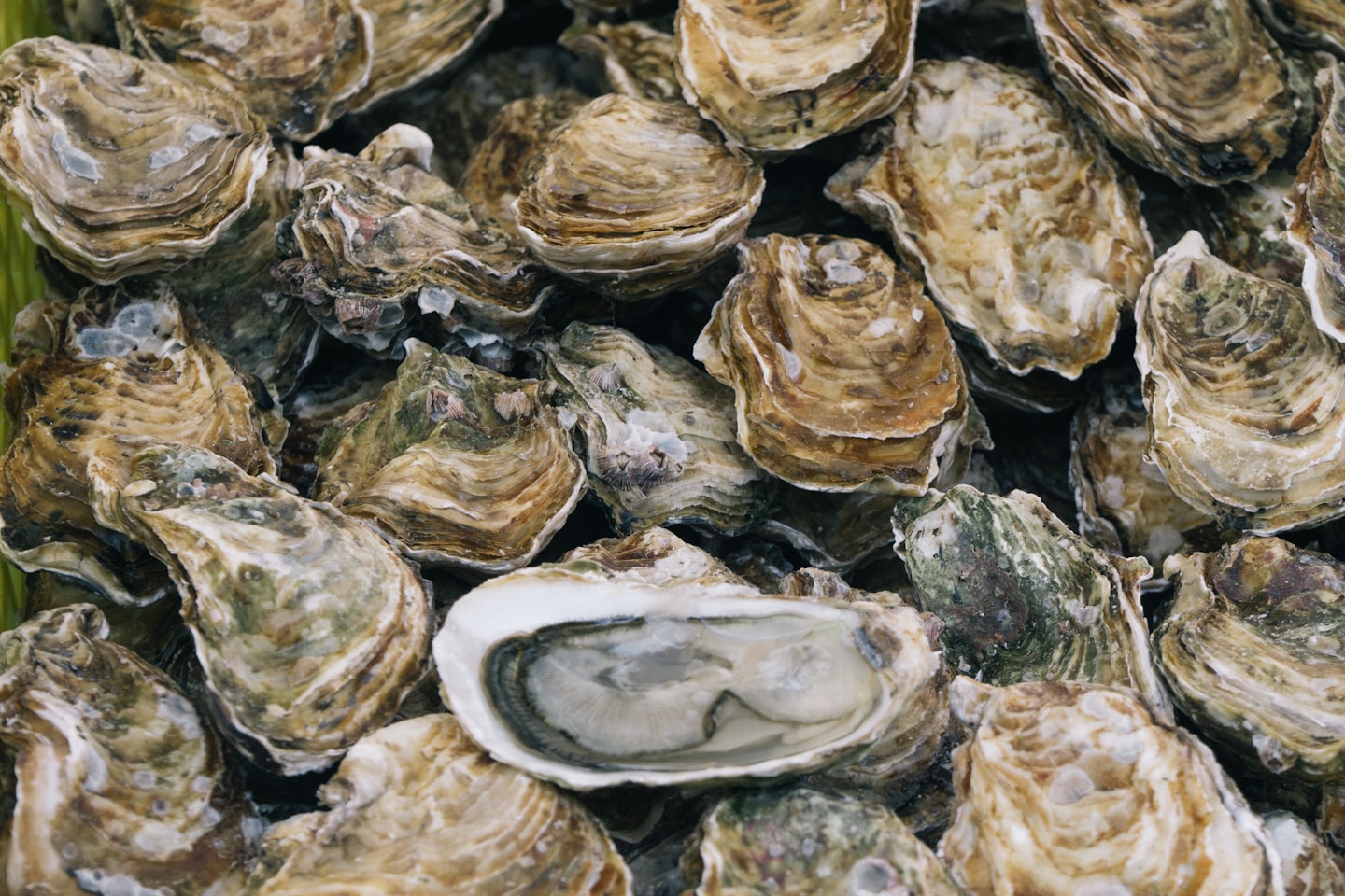 Oysters