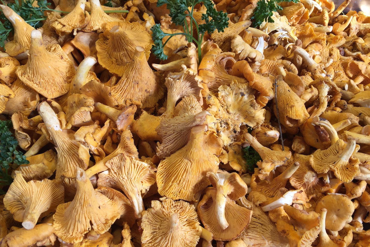 chanterelles at the markets
